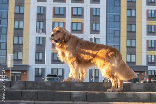 Golden retriever dog standing on stone steps in front of modern residential building with large windows and colorful facade in urban setting