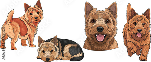 Norwich Terrier dog curled up smiling headshot portrait running pose set