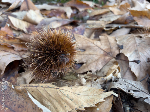 Obraz na płótnie Spiky chestnut burr resting on dry oak leaf litter on a forest floor for autumn nature background and seasonal texture