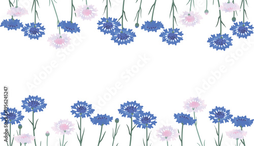 矢車菊の花フレーム（上下装飾・16:9）フラットベクター｜ナチュラルバナー素材（透過）