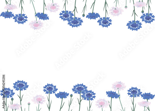 矢車菊の花フレーム（上下装飾・A判）フラットベクター｜ナチュラル花枠テンプレート（透過）