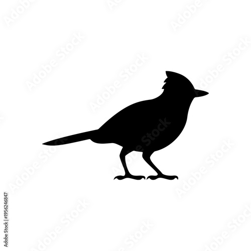 Silhouette of Roadrunner Bird Standing Alone.