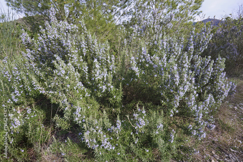 Rosemary shrub in full bloom