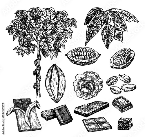 Cocoa set on white background. Cocoa beans, leaves, branch with fruits of cocoa and cocoa powder. Elements are isolated. Chocolate ingredient