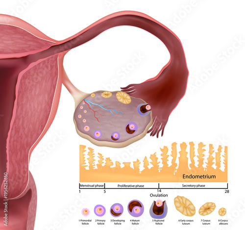 Detailed medical illustration of the female reproductive system showing ovary with different stages of follicle development, ovulation, corpus luteum formation, and endometrial changes during the mens