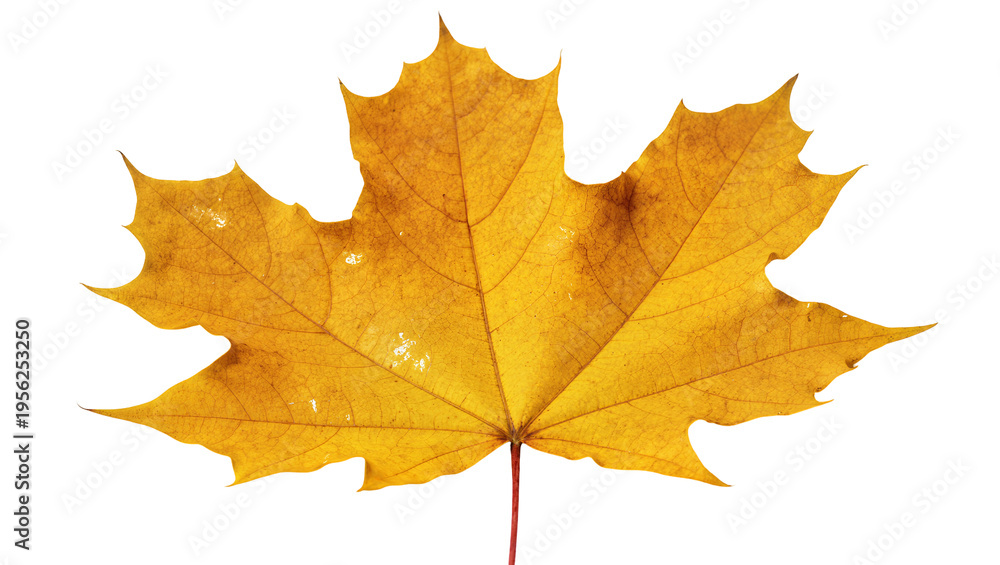 Fototapeta premium Isolated natural autumn maple leaf with vibrant yellow and orange colors, a beautiful fall season element