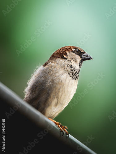 Detailed close-up macro portrait of a common house sparrow bird perched on a metal balcony railing with a smooth green bokeh background, showcasing beautiful feathers and textures in natural sunlight.