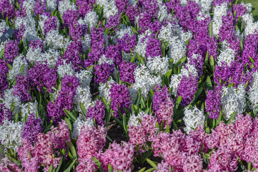 Obraz premium Field of Purple Pink and White Hyacinths