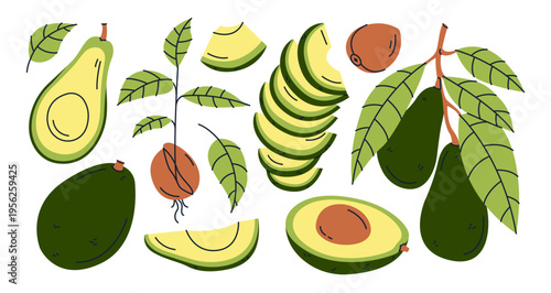 Set of avocado different types in flat doodle style. Concept of organic healthy vegetarian food. Vector illustration.