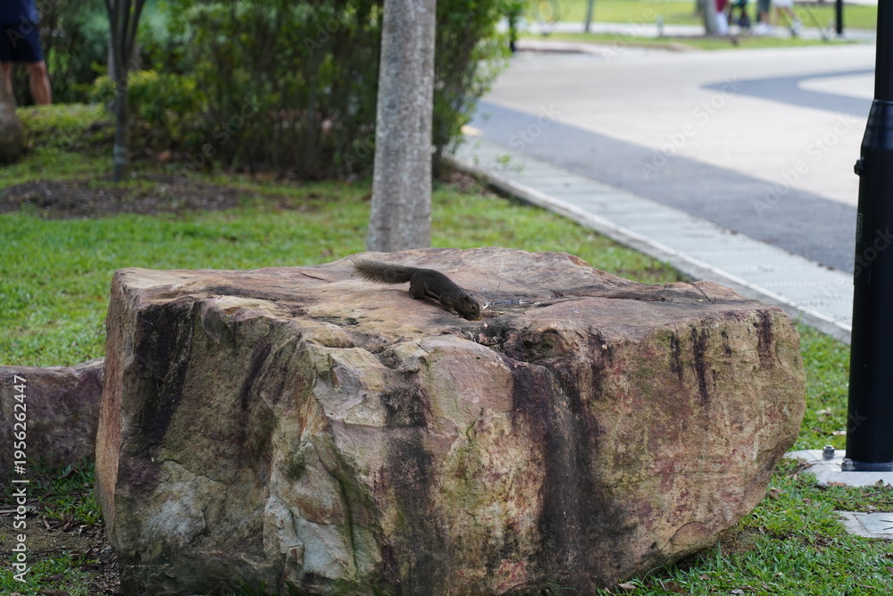 Fototapeta premium Squirrel on Rock in Park Setting Wildlife Scene
