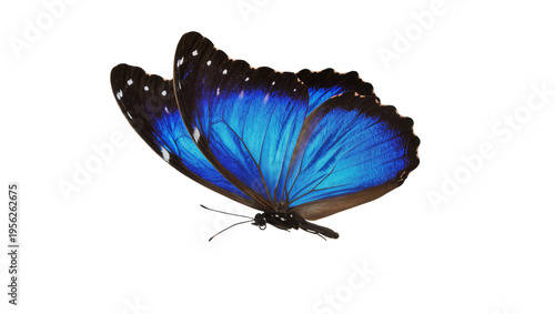 Cuadro en lienzo Isolated beautiful vibrant blue butterfly in graceful flight with shimmering iri