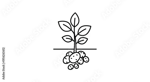 Educational line art illustration showing the anatomy of a potato plant with its leaves above and tubers growing below ground.