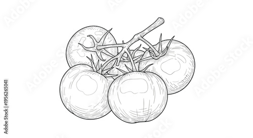 Detailed black and white sketch of a cluster of fresh tomatoes on a vine showcasing realistic textures and shading.