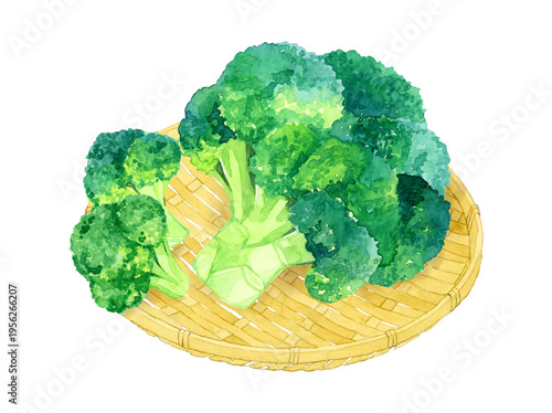 竹ざるに乗ったブロッコリー　野菜の手描き水彩イラスト素材