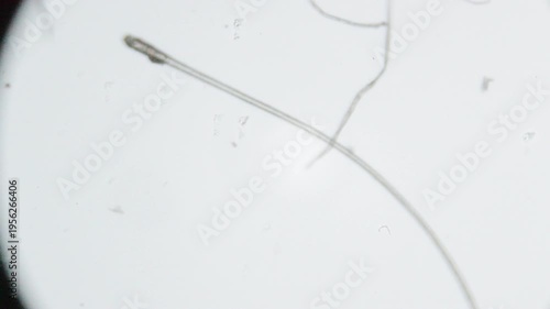 Focus in filament through a microscope