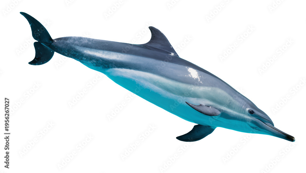 Obraz premium Isolated graceful dolphin leaping with vibrant blue hues in dynamic ocean movement