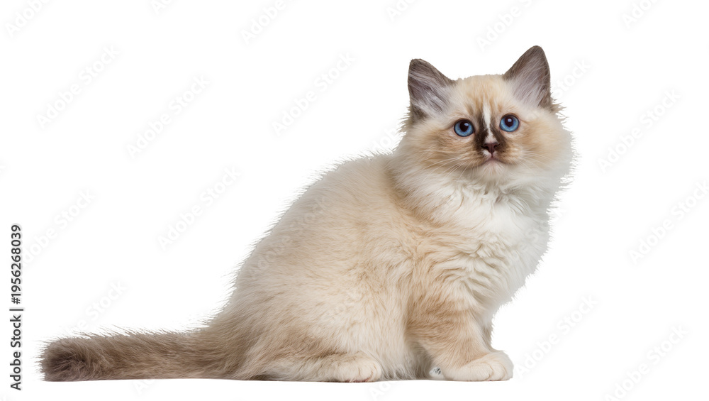 Fototapeta premium Isolated Birman kitten with stunning blue eyes and fluffy cream fur, sitting gracefully