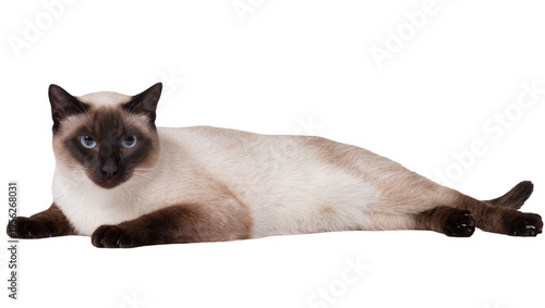 Isolated beautiful relaxed Siamese cat lying down, looking forward with striking blue eyes.