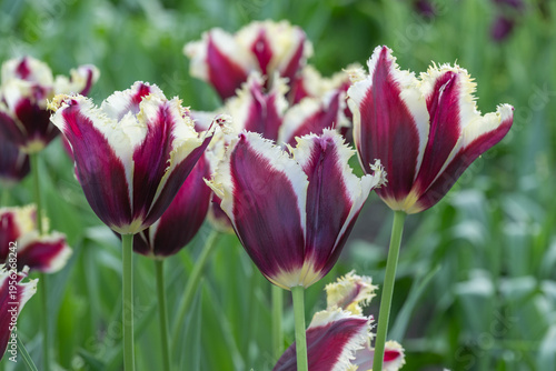 Exquisite Purple and Cream Fringed Tulips at Keukenhof