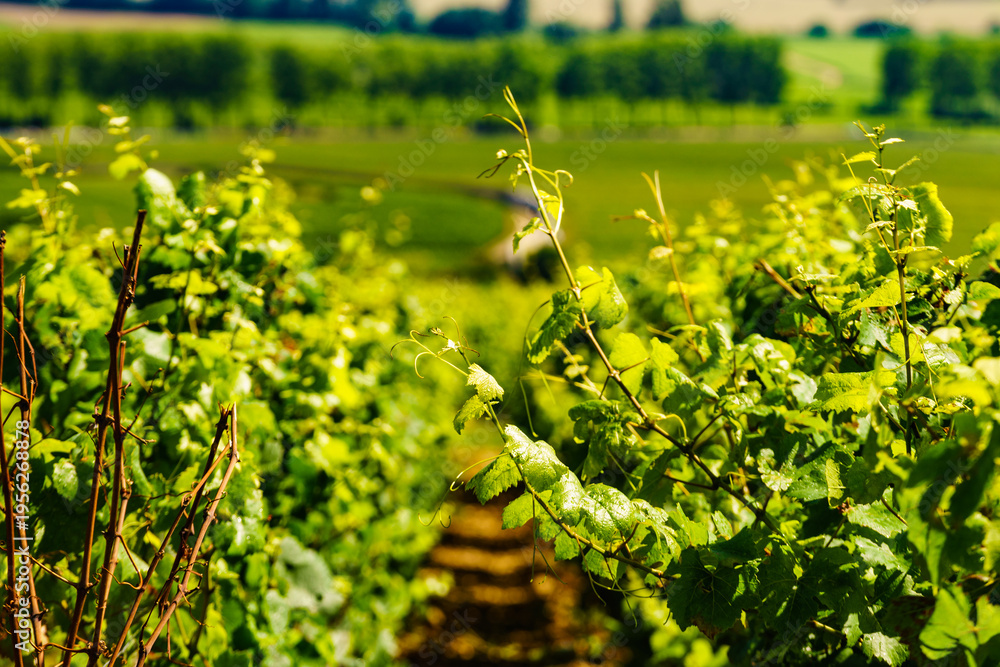 Fototapeta premium Green vineyards. Pommard wine region, France