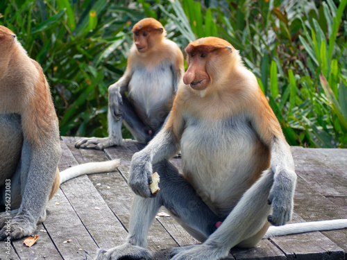 Billede på lærred Endemic proboscis monkeys in the mangrove and riverine forests of Borneo