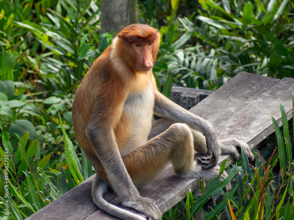 Ταπετσαρία Endemic proboscis monkeys in the mangrove and riverine forests of Borneo