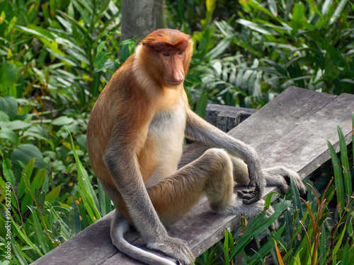 Foto Endemic proboscis monkeys in the mangrove and riverine forests of Borneo