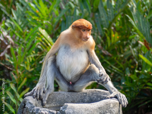 Принти на полотні Endemic proboscis monkeys in the mangrove and riverine forests of Borneo