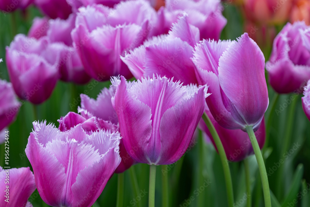 Obraz premium Purple Fringed Tulips Group at Keukenhof Garden