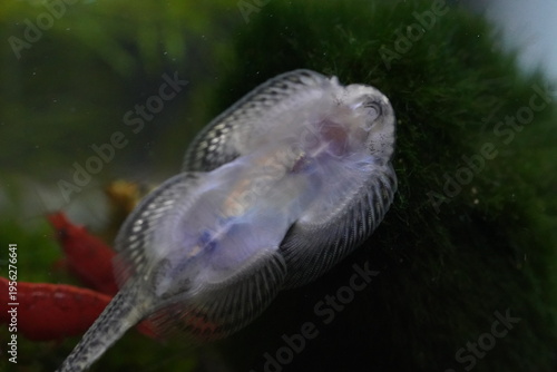 Bild auf Leinwand Sewellia Lineolata Fish Underwater Close-up Photo