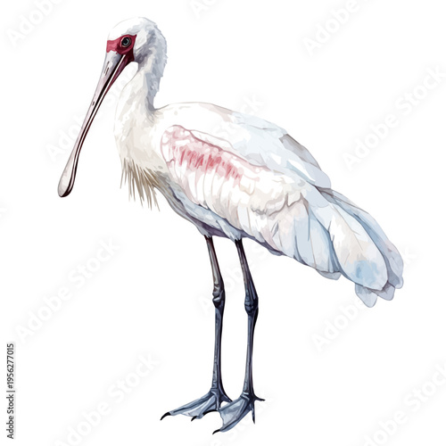 watercolor of African Spoonbill illustration graphic, isolated on a white background.