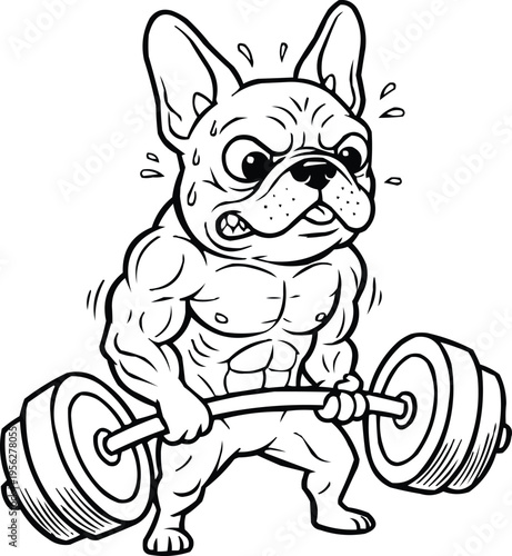 A muscular french bulldog lifting a barbell
