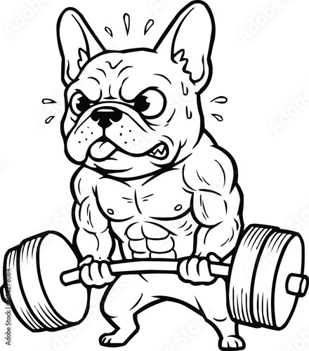 A muscular french bulldog lifting a heavy barbell