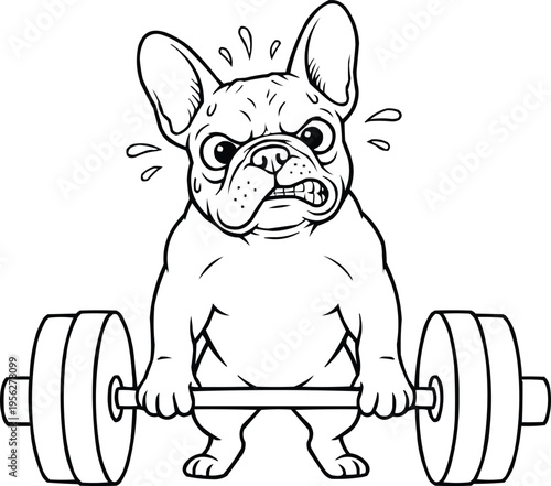 A french bulldog lifting a barbell with a strained expression