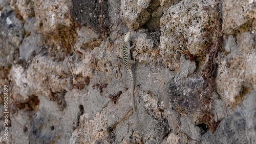 The camera watches a lizard on a rough gray stone ruin wall, then follows as it moves across the surface and slips into a small hole.