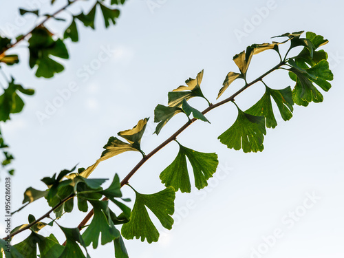 Foto A branch of the relict Ginkgo tree against the sky