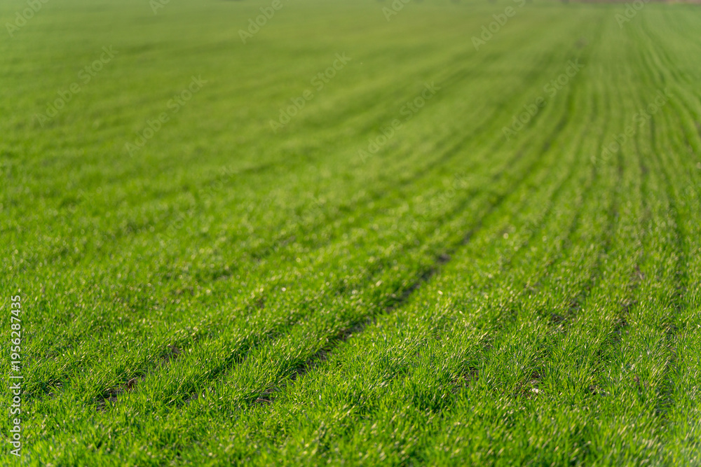 Naklejka premium Green field with parallel stripes or mown grass lines in countryside.