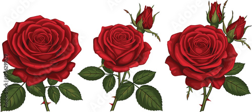 Red rose set. Realistic blooming roses with buds and green leaves. Romantic floral elements for wedding design, love themes, and elegant decorative projects.