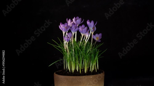 Macro timelapse of purple crocus flowers growing and blooming from a terracotta clay pot. Beautiful spring flowers opening their petals against a solid black background. High-quality 4K footage showin