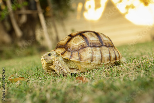 The Sulcata tortoise is in the lawn, excited by the vast expanse of grass.