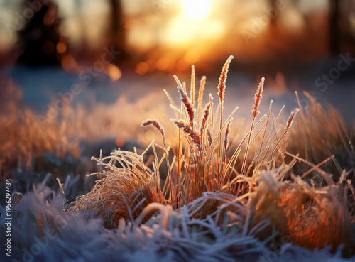 Frost covered grass on a cold and misty morning