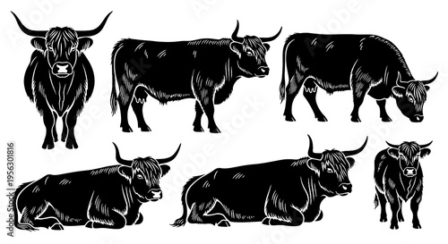 Black highland cow silhouette set flat vector illustration with standing grazing resting and front view poses isolated on white background