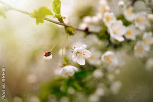 Red ladybug perched on a white spring blossom bud, surrounded by delicate flowers and soft green bokeh in warm natural light