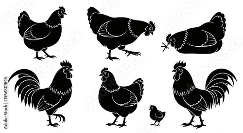Black chicken and rooster silhouette set flat vector illustration with hen cock chick multiple poses isolated on white background