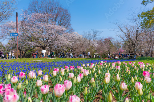 Scenic view of Tulip garden with Sakura Trees background in Springtime at Showa Kinen Memorial Park, Tachikawa, Tokyo, Japan