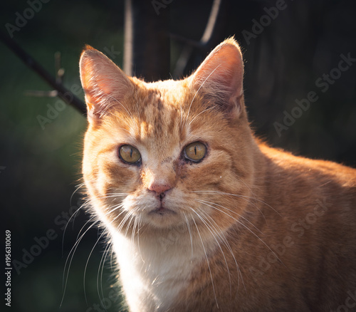 Portrait Katze