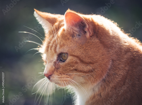Close up katze