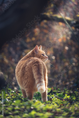 Katze auf den Weg in die Freiheit