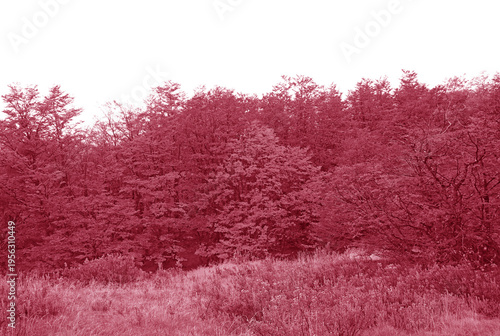 Obraz na plátně Pop art surreal style of amazing magenta forest