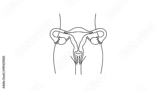 Minimal Female Anatomy Line Art Pink Medical Vector Illustration